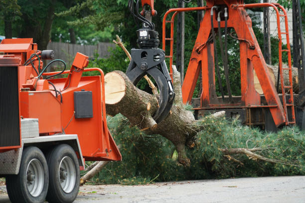 Brambleton, VA Tree Service Company